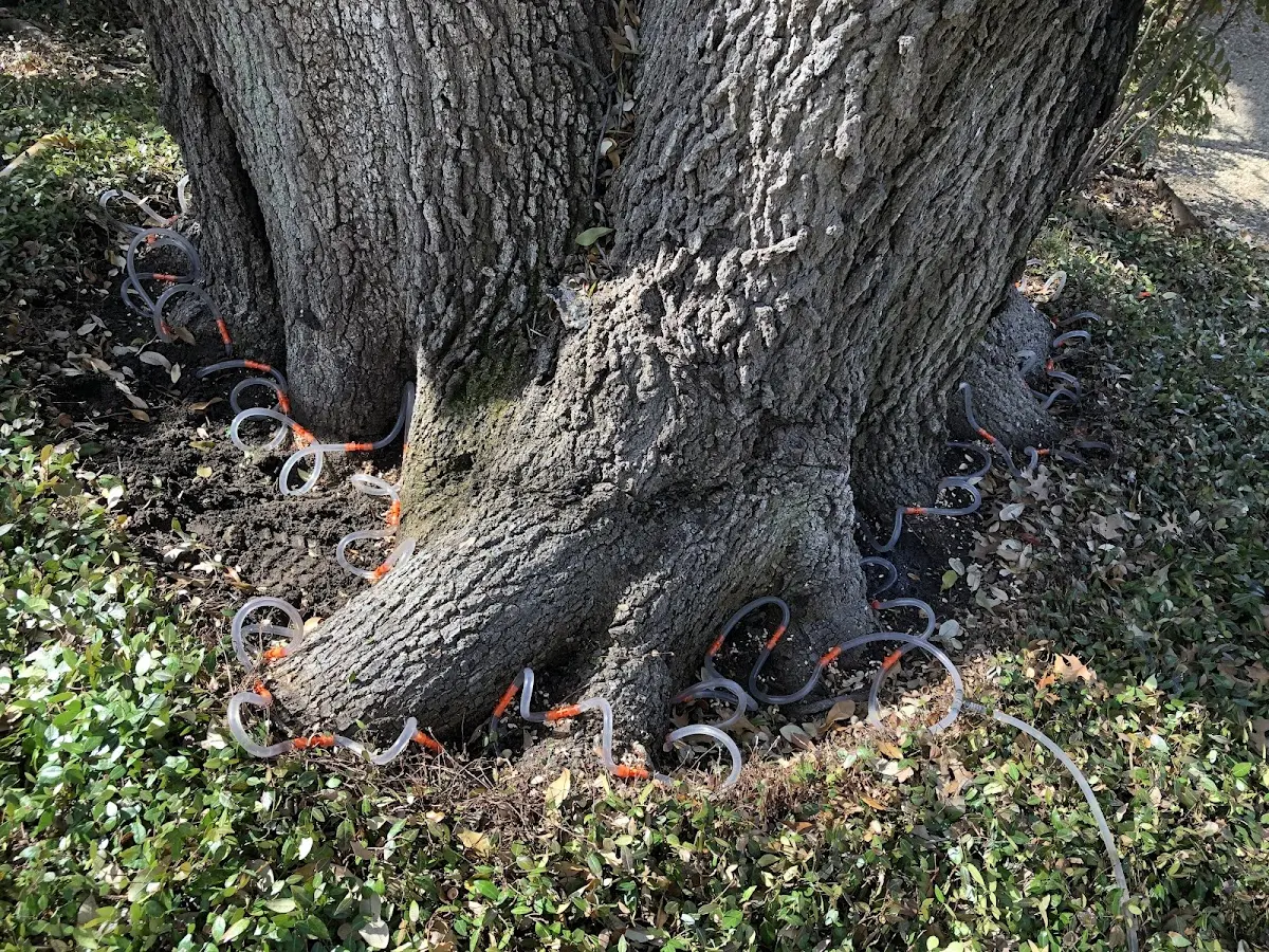 Detailed Tree Cabling and Bracing job site in Nemaha