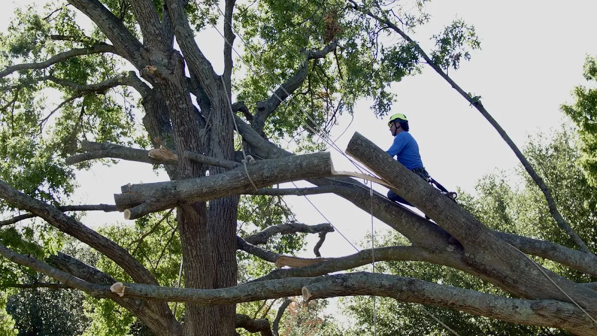 Professional Crown Thinning performed by certified arborists in Nemaha